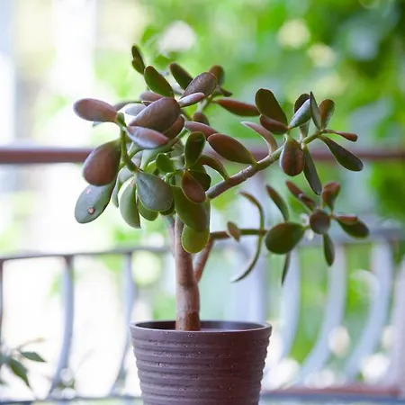 Szálloda Loula And 2*